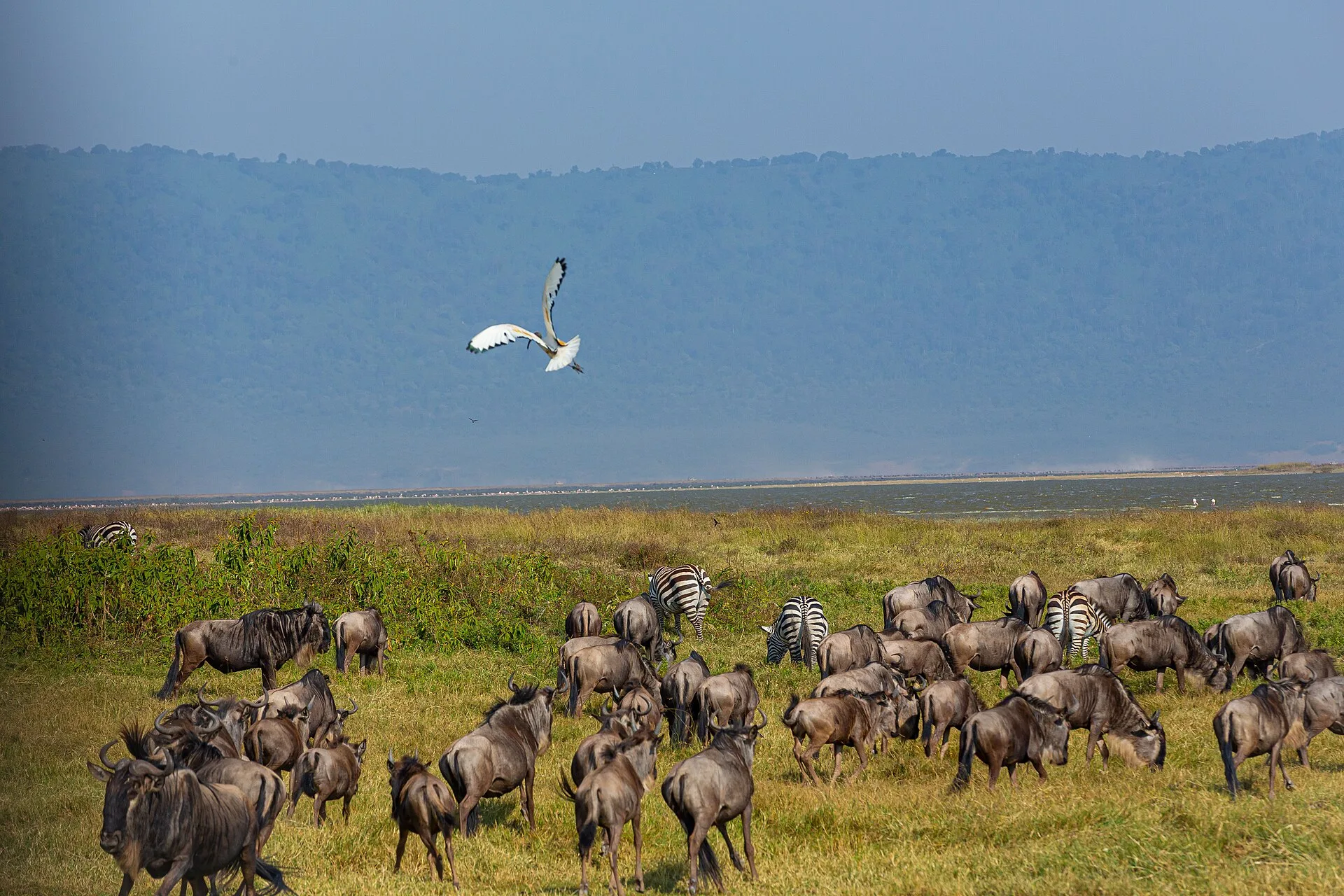 Cratère du Ngorongoro : un droit d'entrée et une descente à part