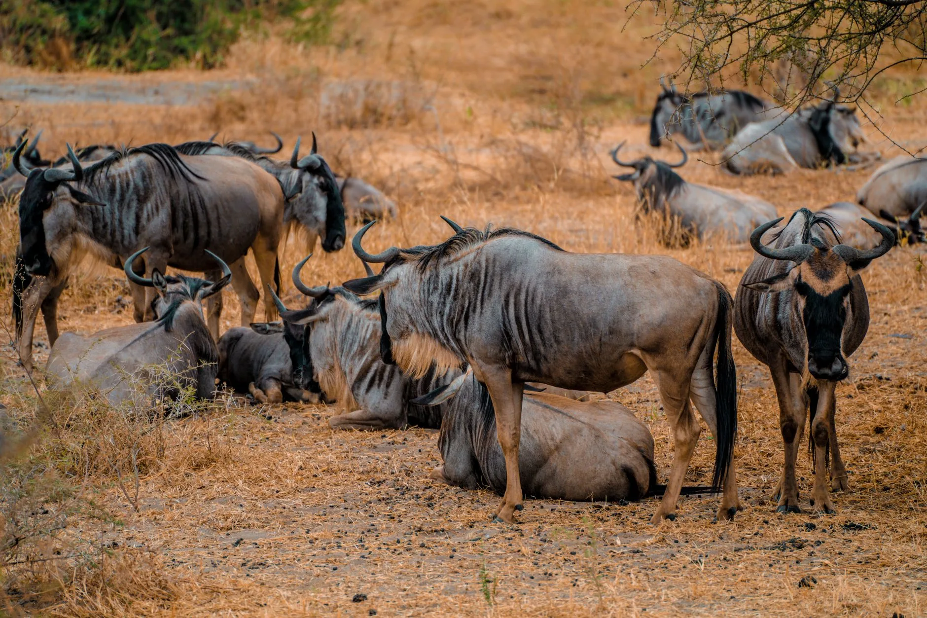 Serengeti : le parc qui pèse le plus sur le budget