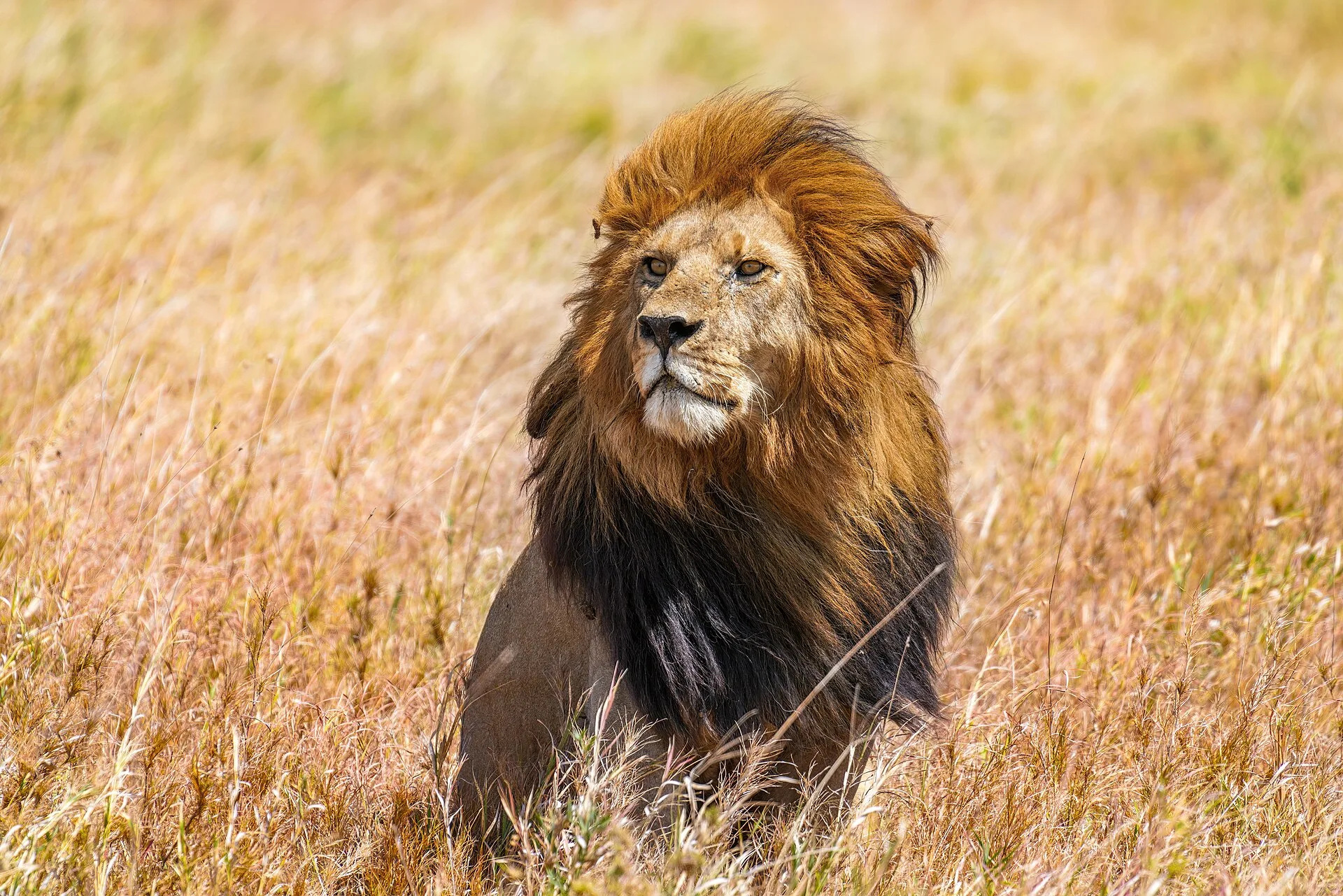 Lion dans le parc national du Serengeti en Tanzanie