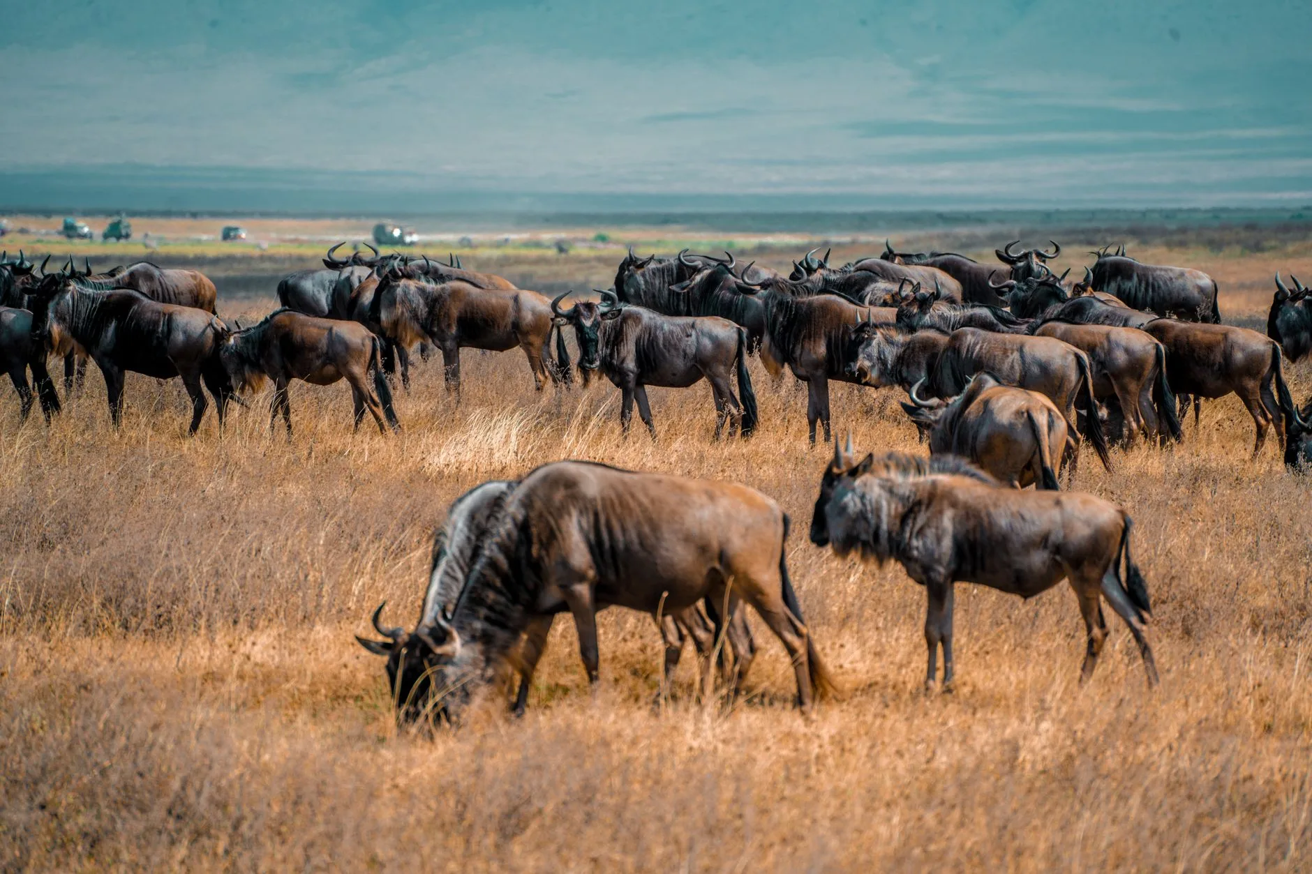 Vue sur la caldeira du Ngorongoro en Tanzanie