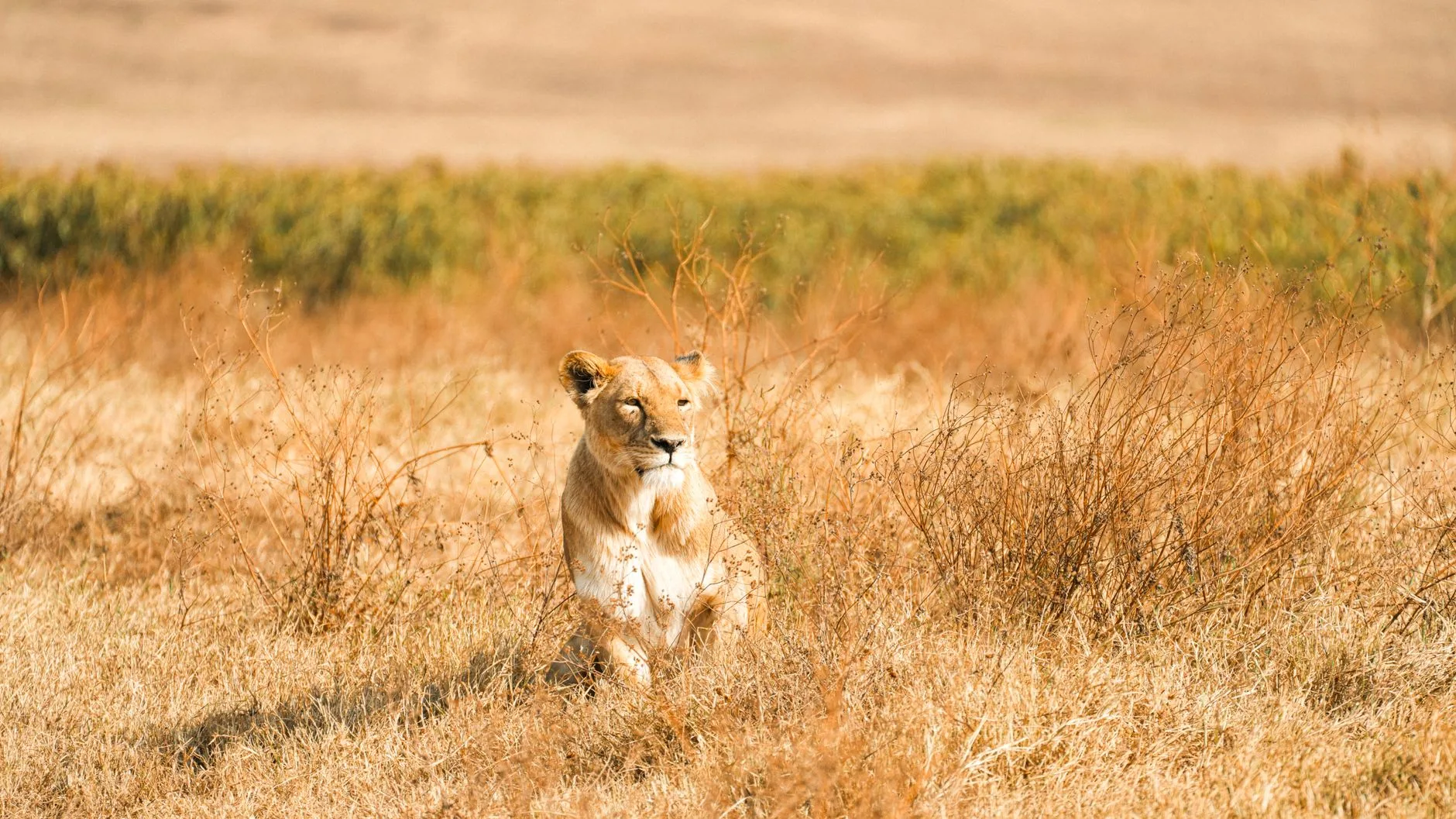 Serengeti : félins et grands troupeaux