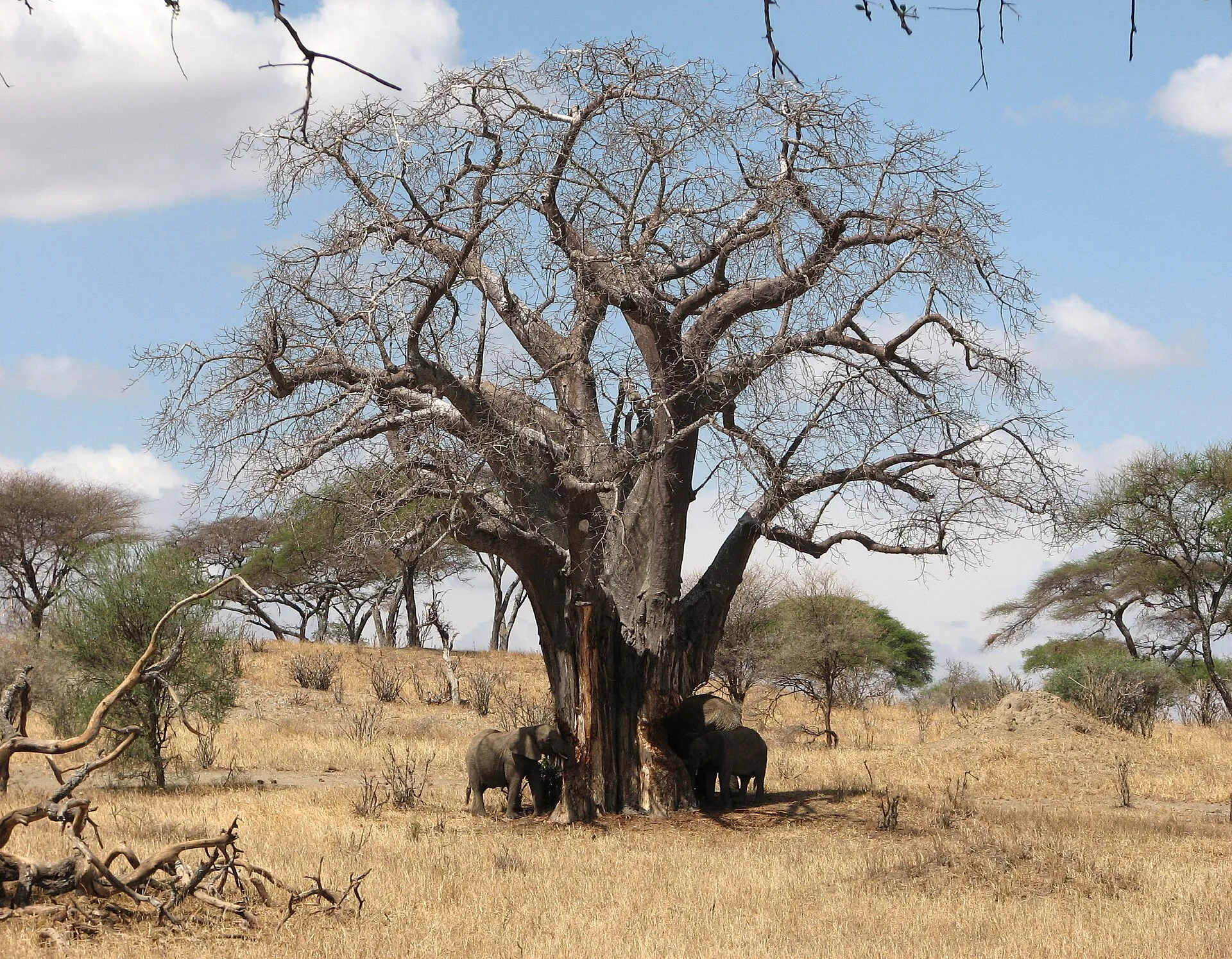 Tarangire et le lac Manyara