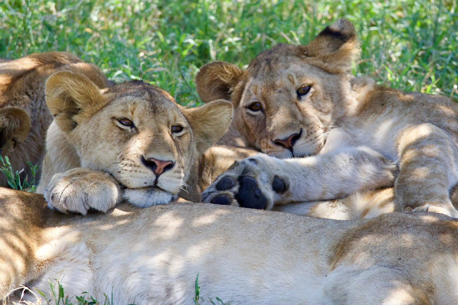 De juin à octobre : la haute saison du safari