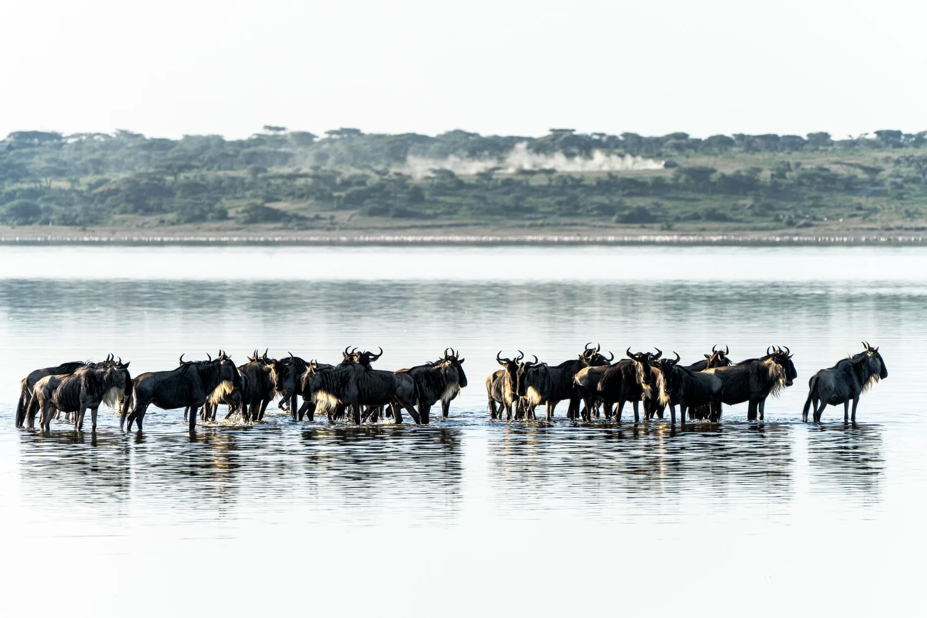 La grande migration : suivre les troupeaux dans le Serengeti
