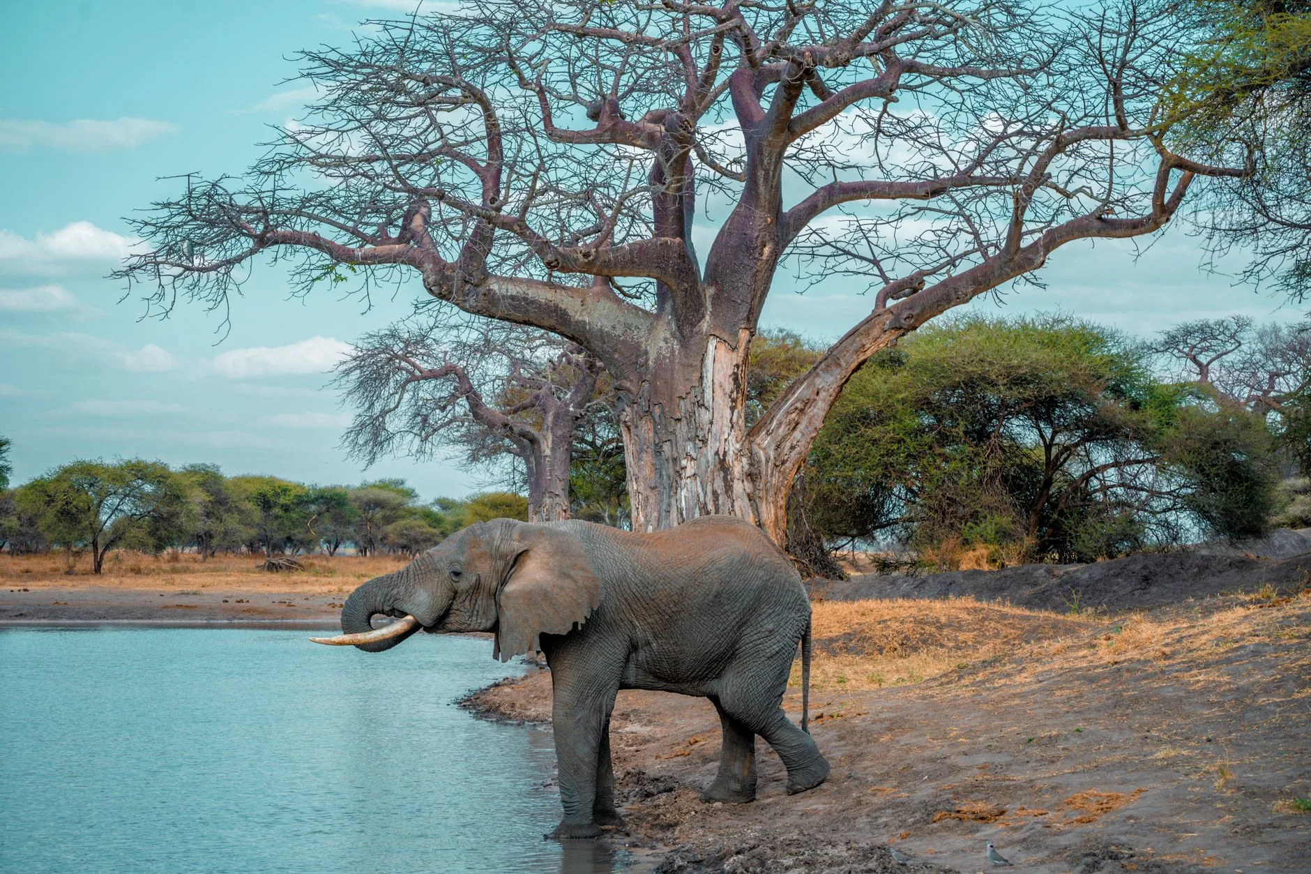 Jour 2 : parc national de Tarangire