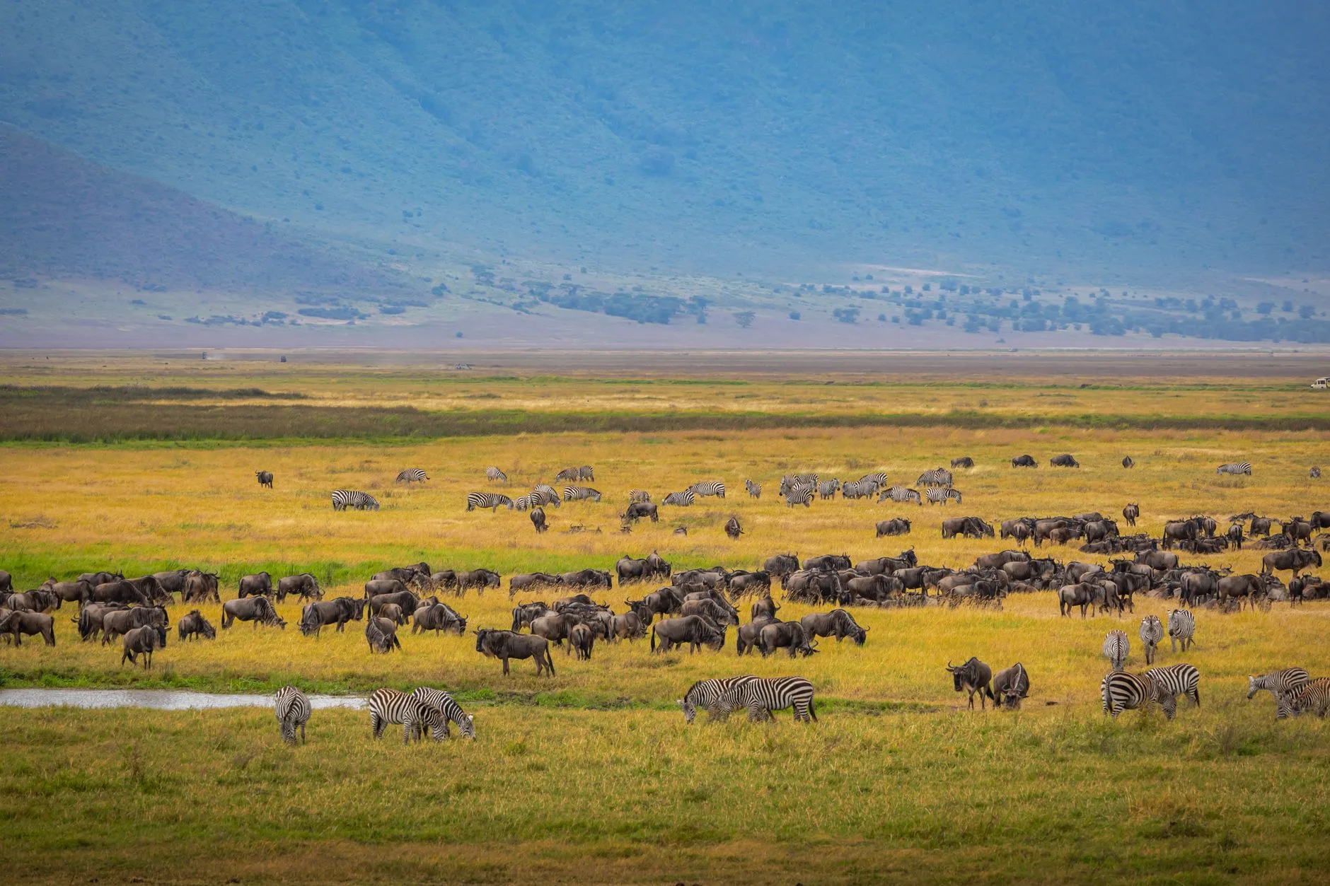 Jour 4 : le cratère du Ngorongoro