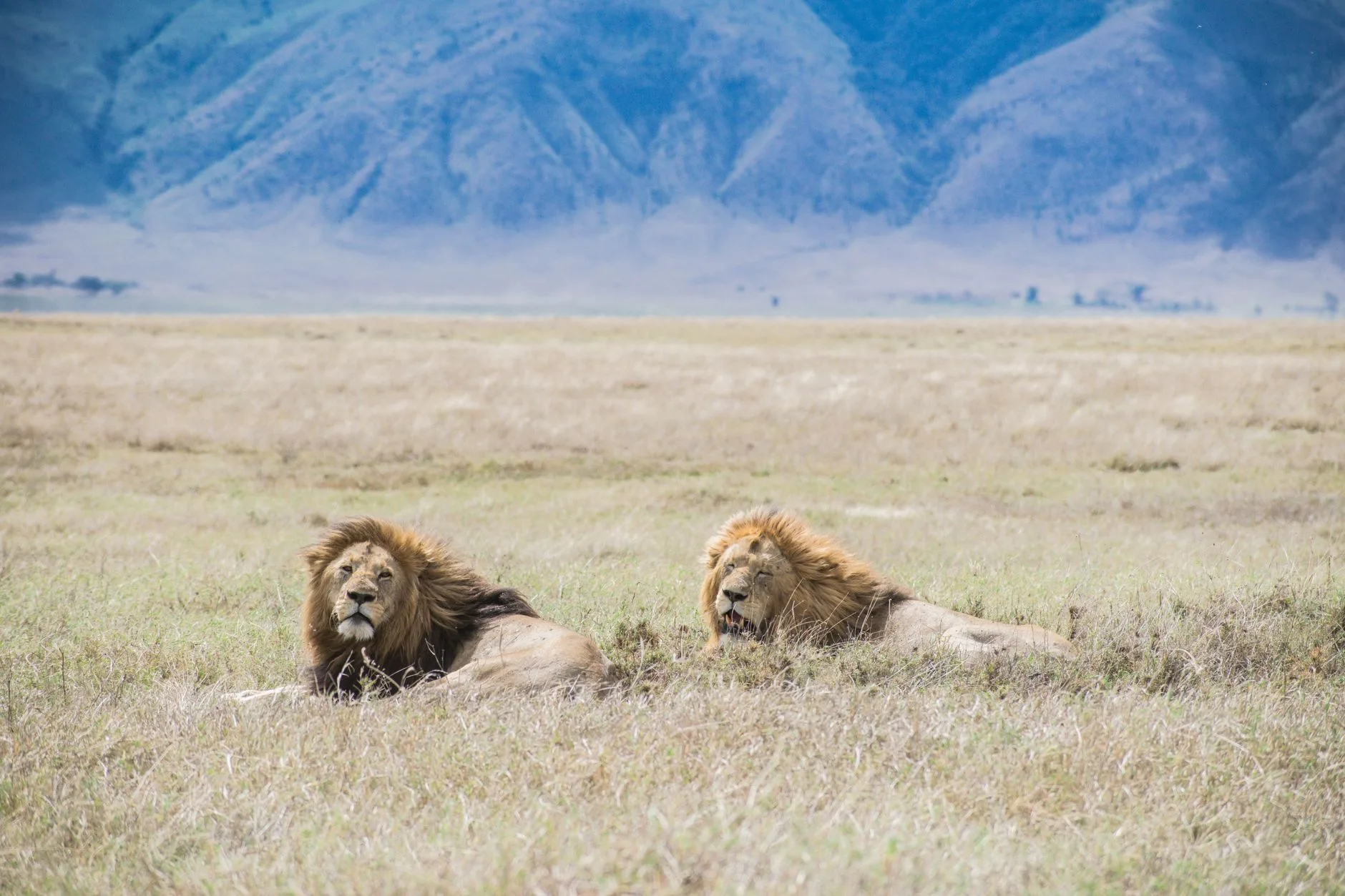 Jours 5 et 6 : le Serengeti