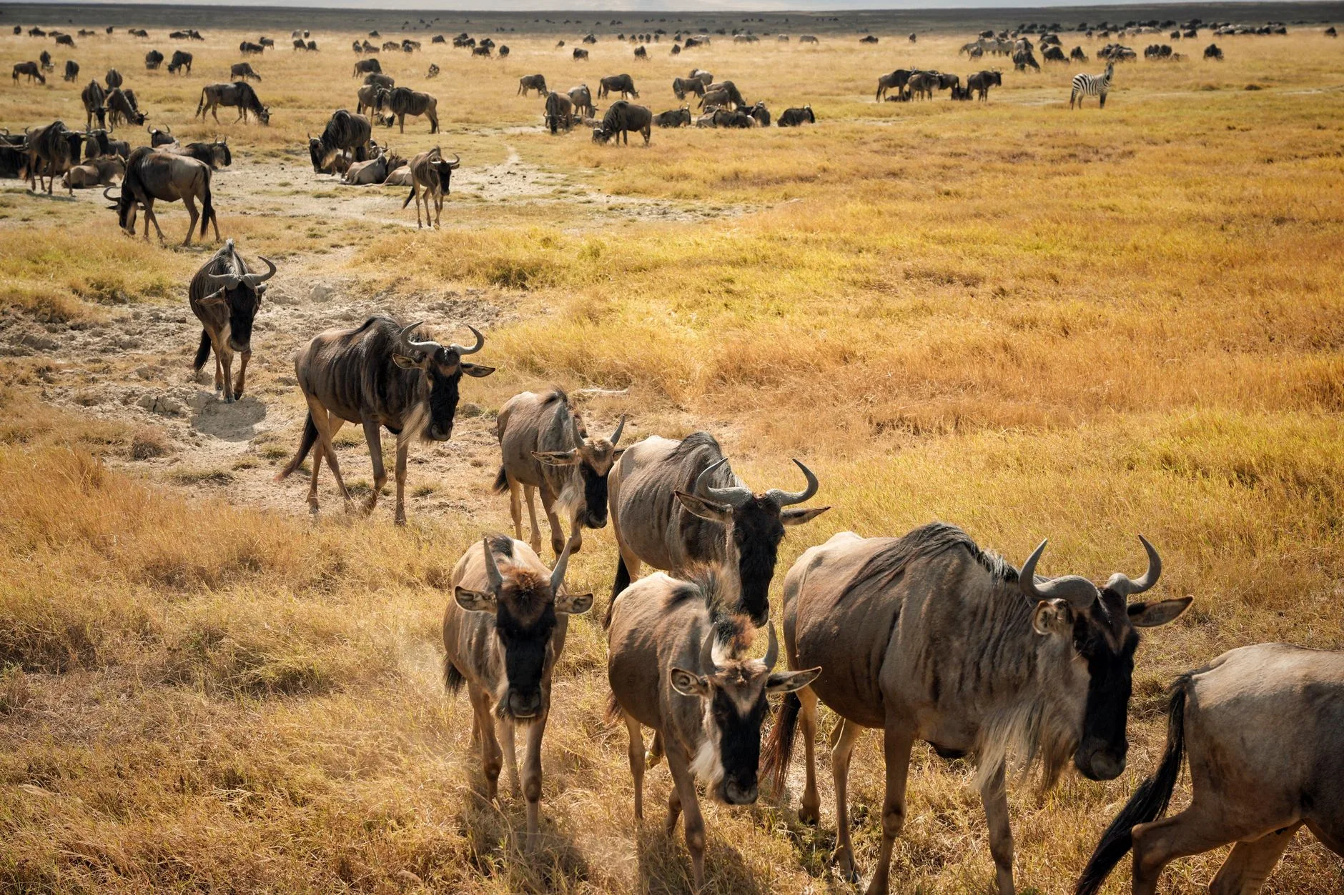 Troupeau de gnous traversant les plaines du Serengeti en Tanzanie
