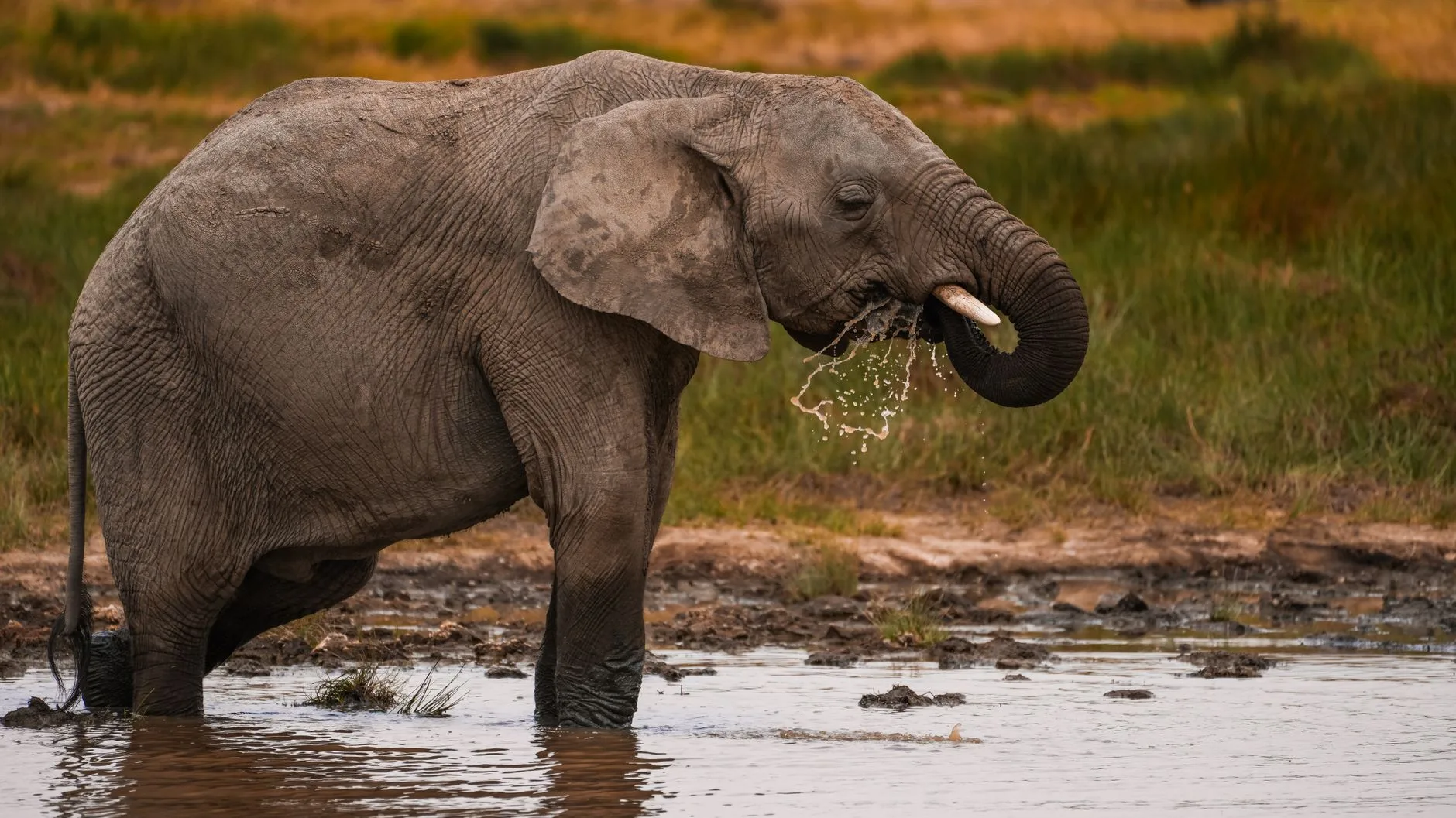 Les éléphants et la faune à observer