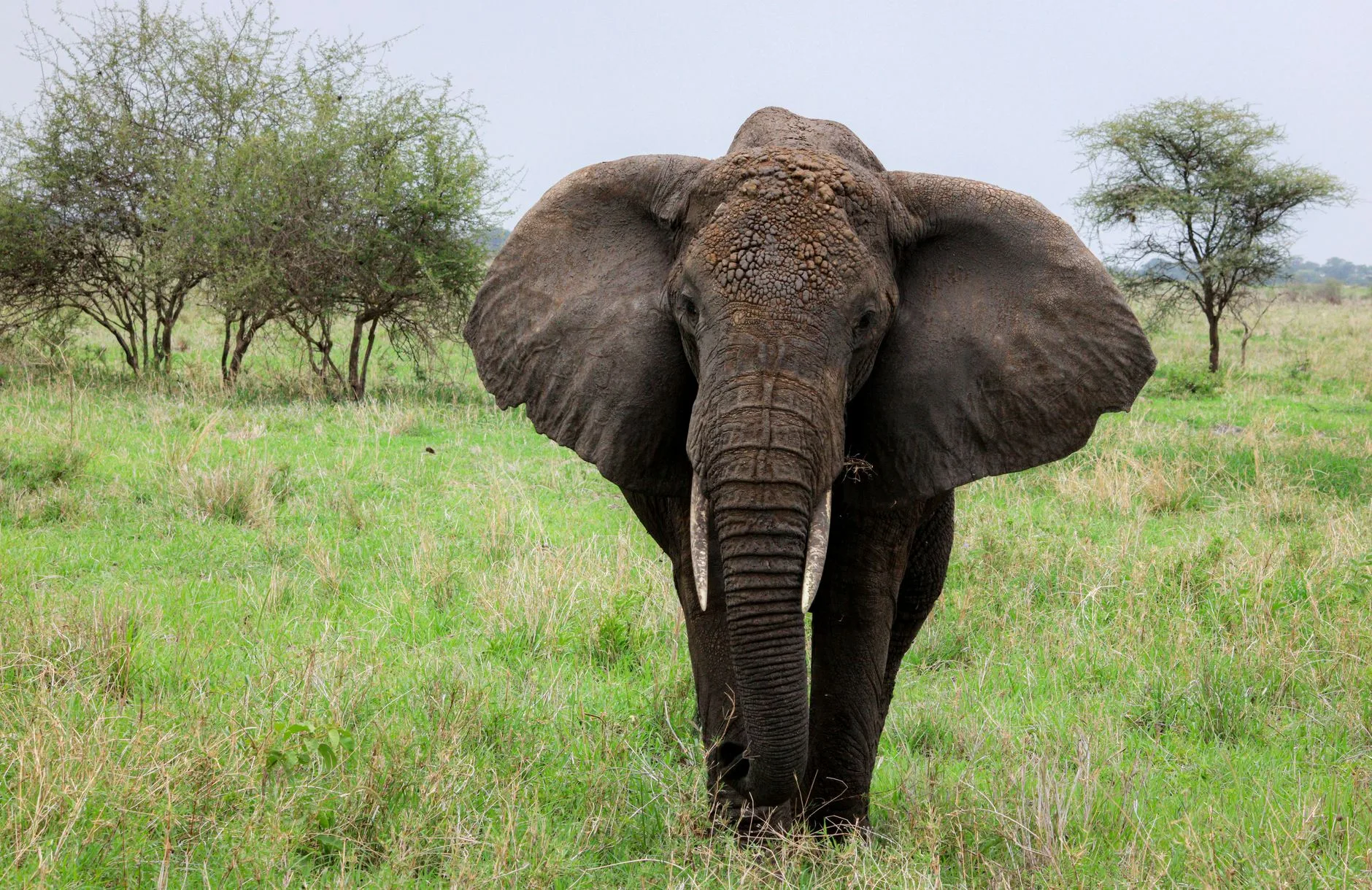 Éléphants et baobabs dans la savane du parc national de Tarangire en Tanzanie